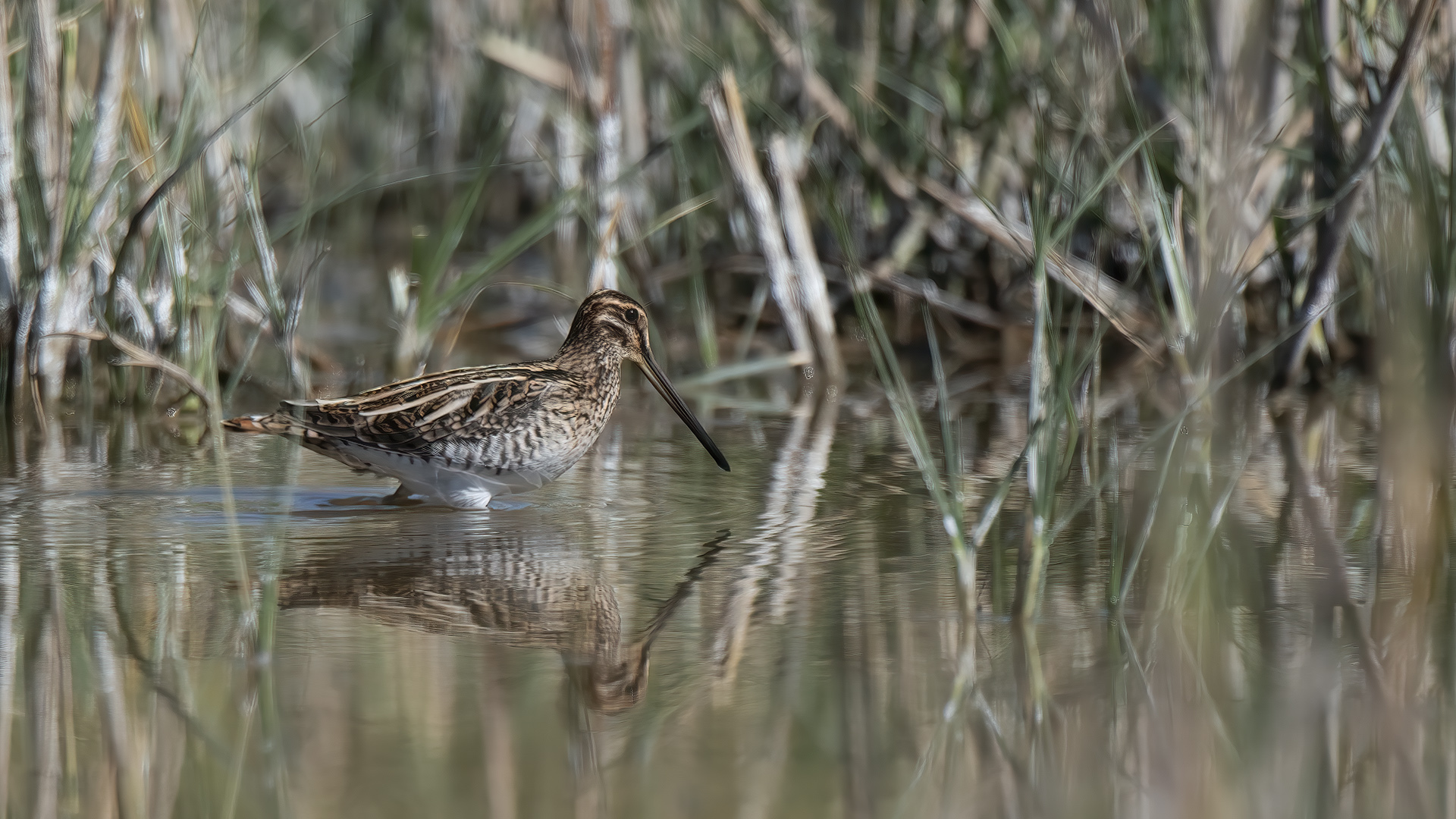 Common Snipe — Ana fotoğraf